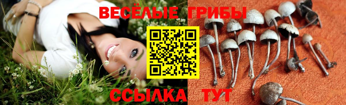купить наркоту  Галлюциногенные грибы Psilocybe  Вход с VPN  Королёв 